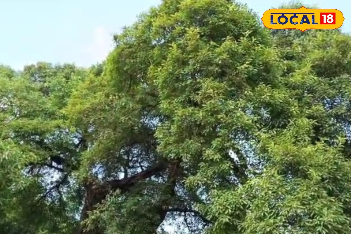 इस विशाल वृक्ष में कहीं नहीं है जड़, फिर भी 100 साल से है खड़ा