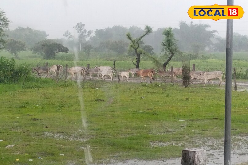 बारिश सागर मौसम अलर्ट
