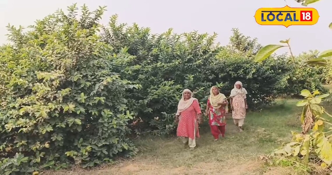 अब किसान बन गए हाईटेक, इस फल की कर रहे खेती; कम समय में कमा रहे लाखों रुपये