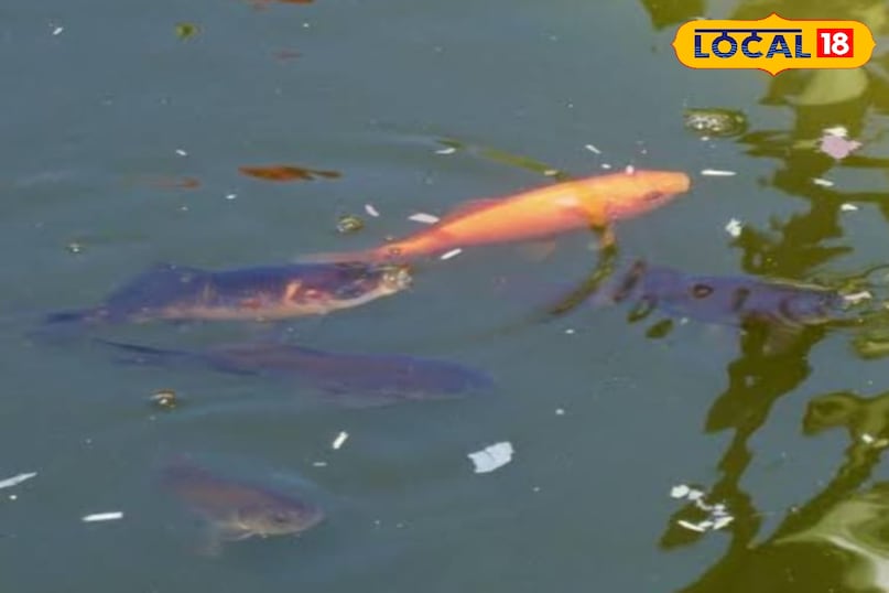 fish fish