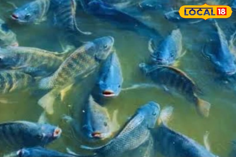 fish fish