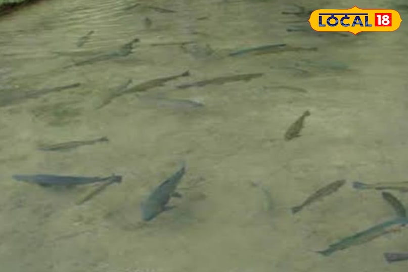fish fish