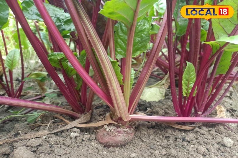 Gardening Tips Gardening Tips