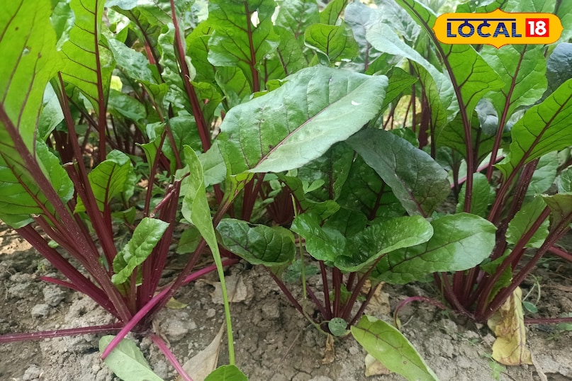 Gardening tips Gardening tips