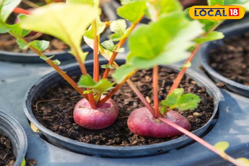 Gardening Tips Gardening Tips
