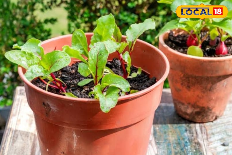 Gardening tips Gardening tips