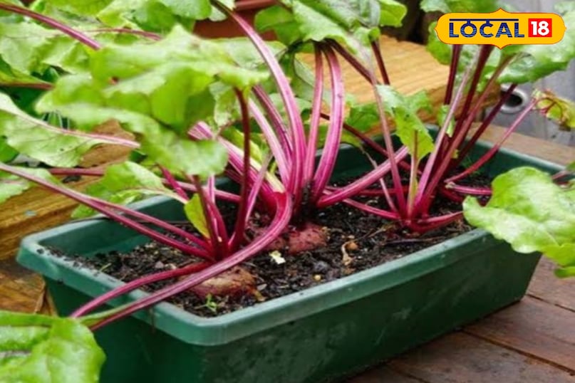 Gardening tips Gardening tips