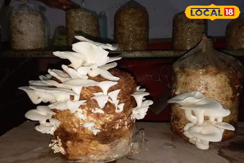 मशरूम की खेती, घर में मशरूम कैसे उगाएं, मशरूम खेती का तरीका, मशरूम खेती में खर्च और मुनाफा, Local18, Khargone letest news, Madhya Pradesh hindi news 
