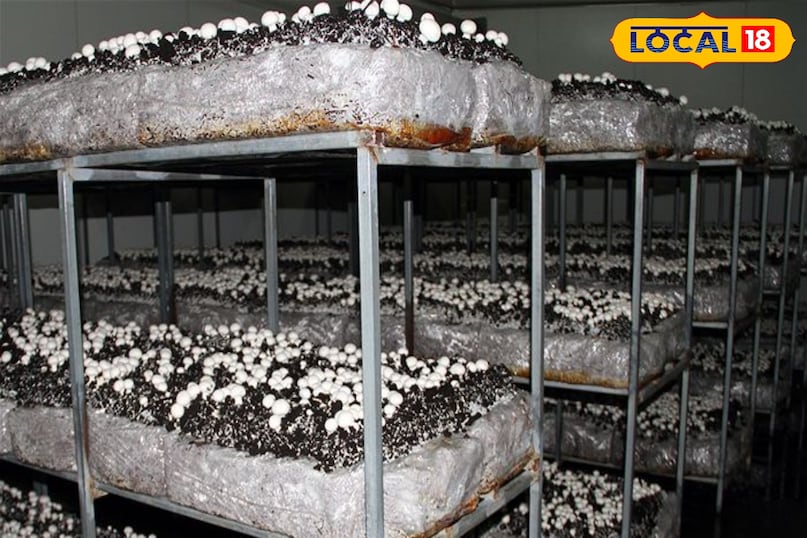 Mushroom farming, Mushroom cultivation at home, Mushroom farming tips, Mushroom farming business idea, Mushroom farming cost and profit, Mushroom farming, Mushroom cultivation at home, Mushroom farming tips, Mushroom farming business idea, Mushroom farming cost and profit,