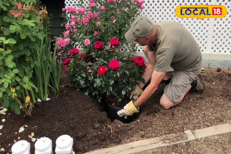 rose planting hack 