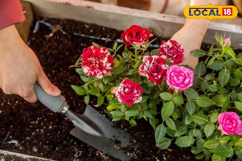 rose planting hack 