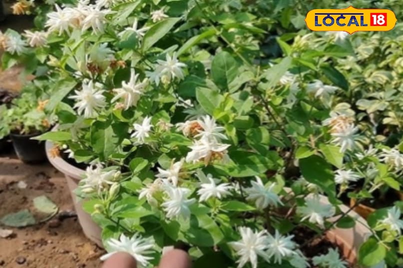 मोगरे का पौधा 