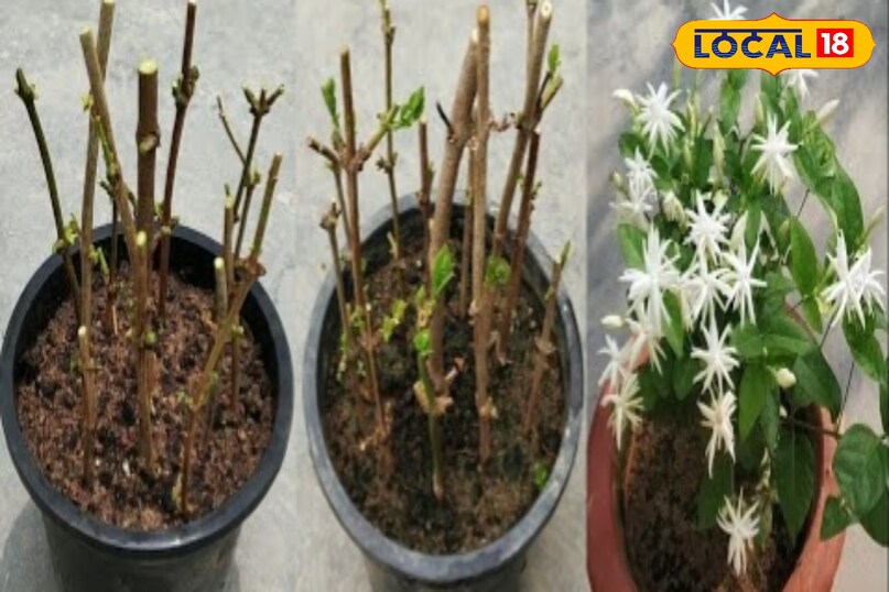 मोगरे का पौधा 