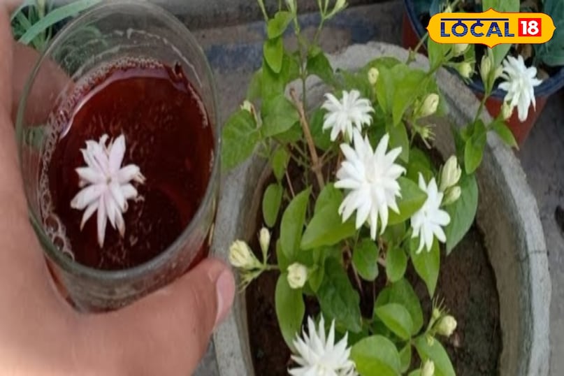 मोगरे का पौधा 