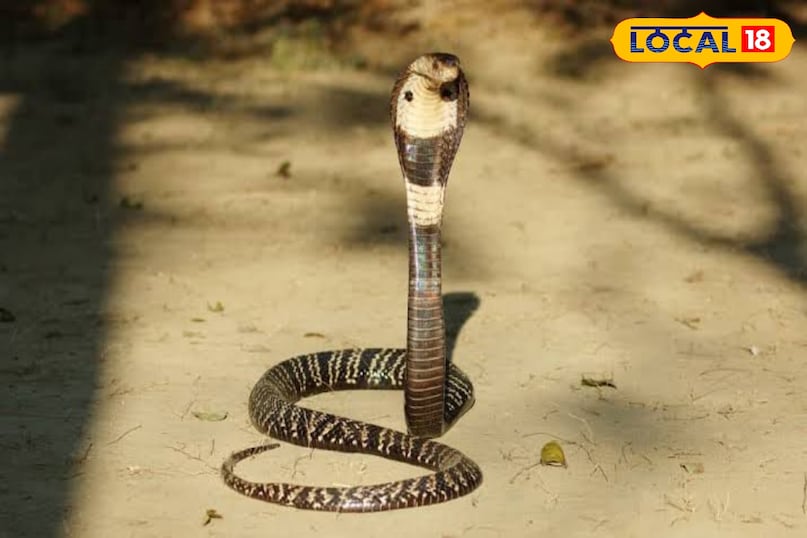 monocled cobra monocled cobra