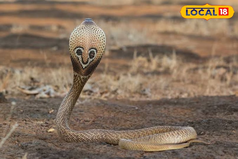 indian spectacle cobra as known as indian cobra