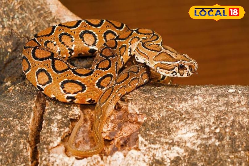 russel viper image russel viper image