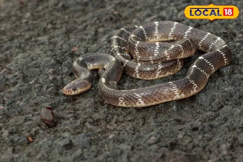 common krait common krait