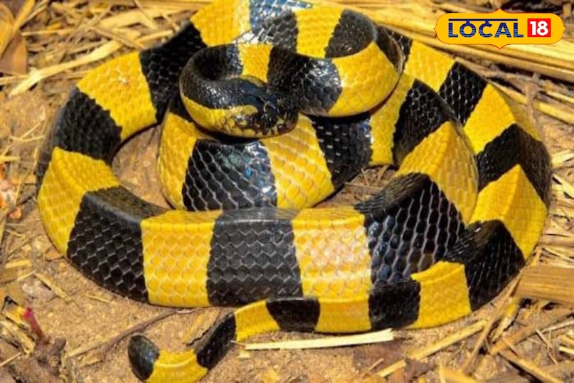 banded krait banded krait