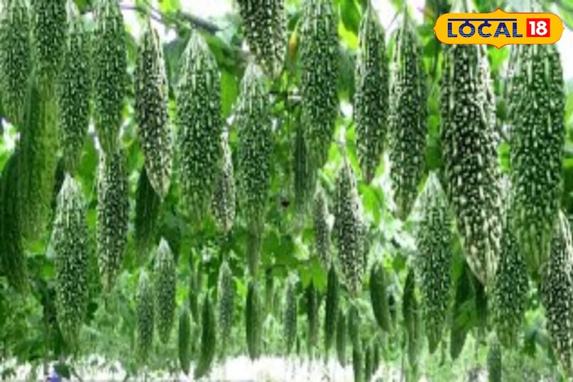 करेली की खेती के लिये चाहिए ऊंचा स्थान करेली की खेती के लिये चाहिए ऊंचा स्थान