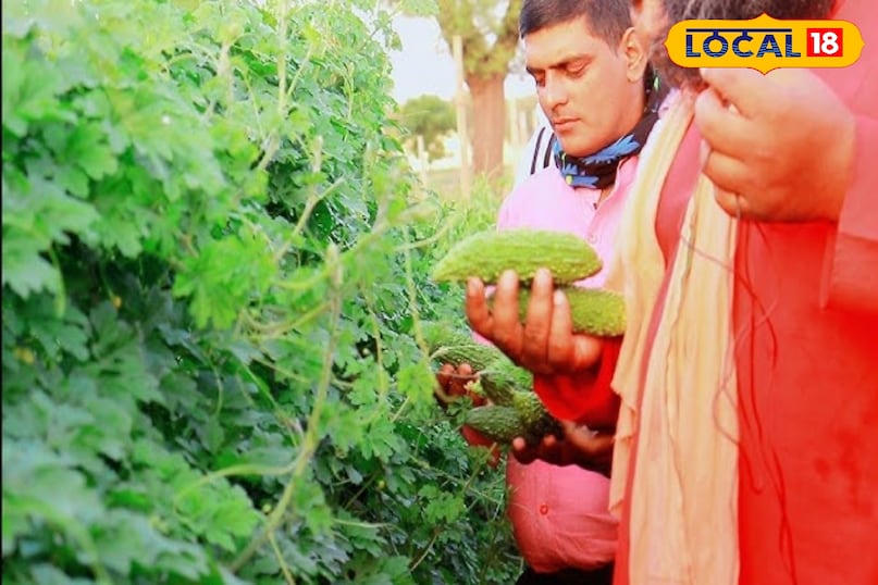 करेली की खेती कर पूजा सोरेन लाखों महिलाओ के लिये बनी प्रेरणा करेली की खेती कर पूजा सोरेन लाखों महिलाओ के लिये बनी प्रेरणा