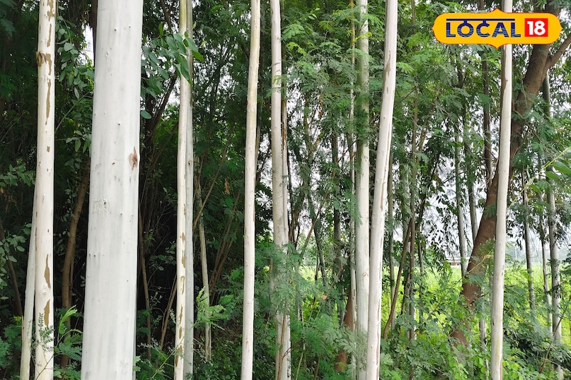 कैसे करें पौधे की देखभाल? कैसे करें पौधे की देखभाल?