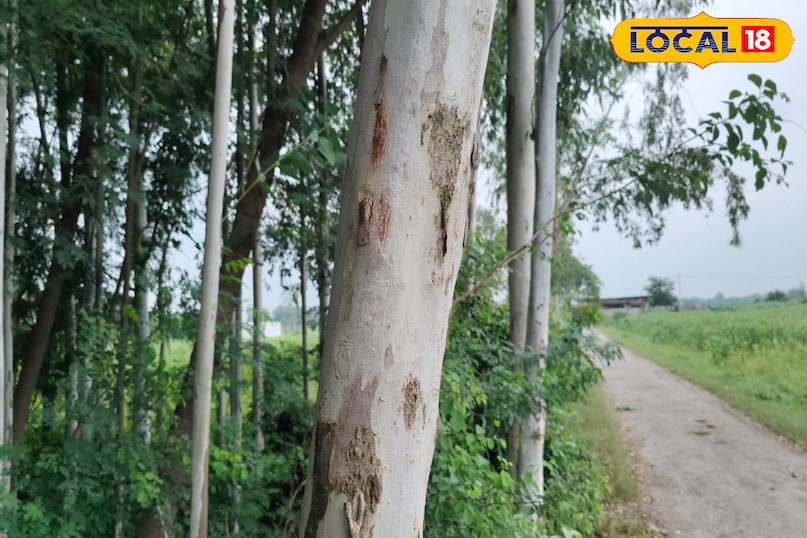 पंक्तियों के बीच रखें इतनी दूरी पंक्तियों के बीच रखें इतनी दूरी