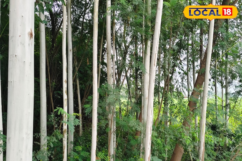 कैसे तैयार करें खेत? कैसे तैयार करें खेत?