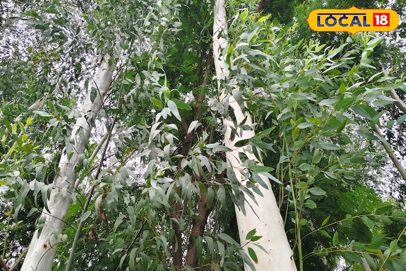 होती है इतनी कमाई होती है इतनी कमाई