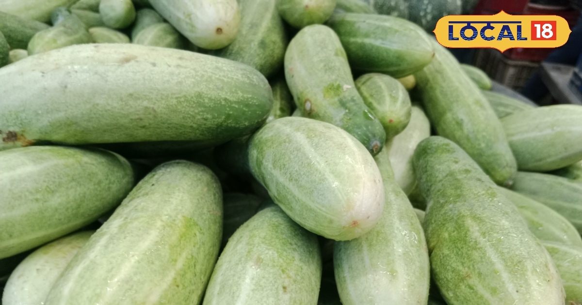 Photo Gallery- Cucumber Benefits for Weight Loss and Health – Uttar Pradesh News