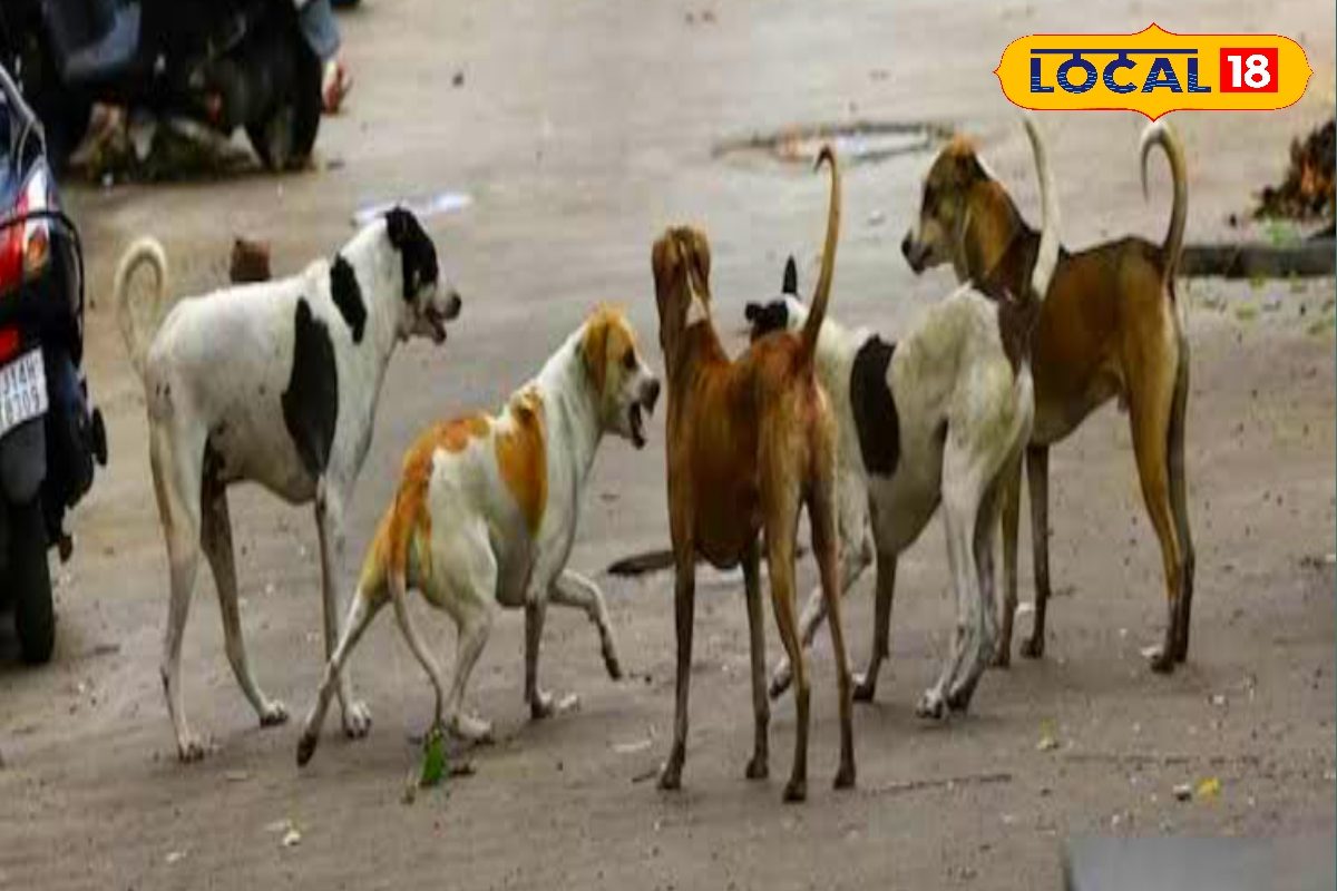 बच के रहना रे बाबा! पटना के इन इलाकों में है आवारा कुत्तों का डेरा, संभल कर