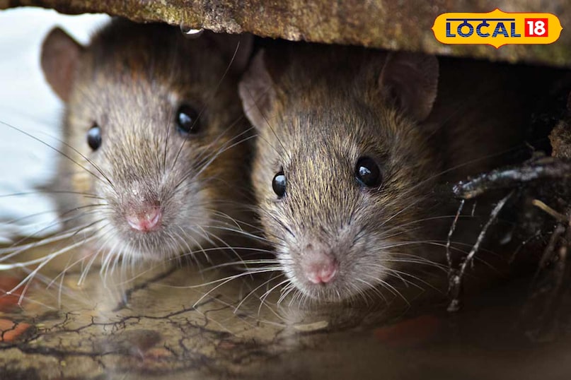 टिप्स एंड ट्रिक्स 