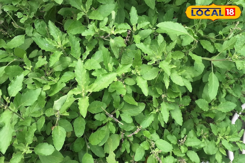 tulsi ka powder tulsi ka powder