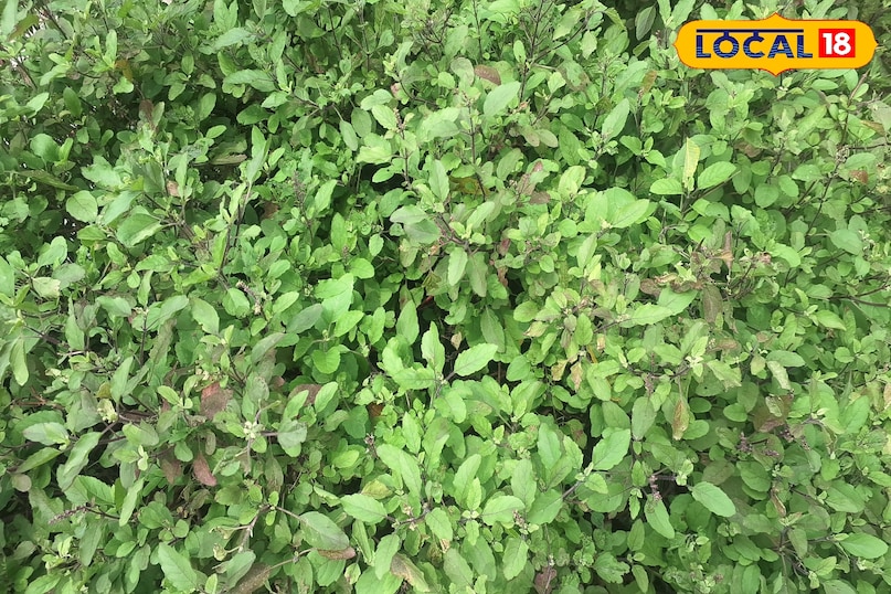tulsi benifits tulsi benifits