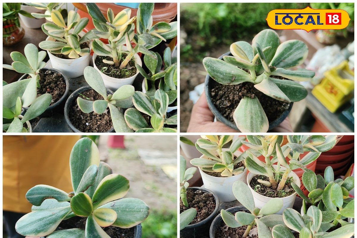 Gardning Tips: घर में लगा दें क्रसुला का पौधा, दनादन बरसेगा रुका हुआ पैसा...