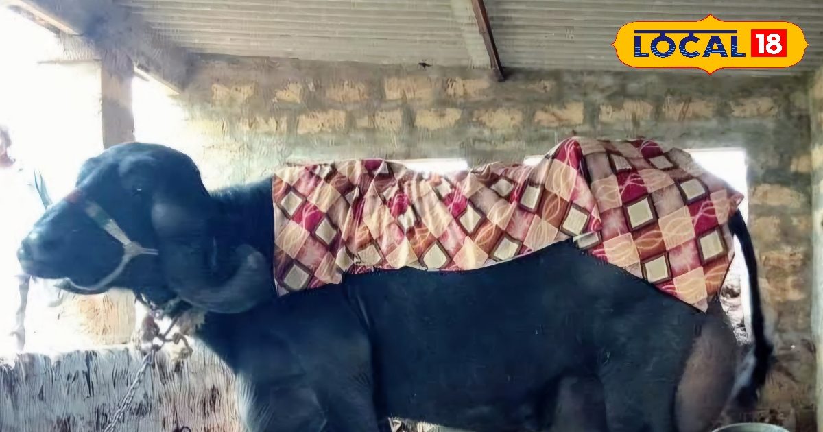 गुजरात के इस खास नस्ल की भैंस का करें पालन, कम देखभाल में ज्यादा मुनाफा, कर देगी दूध की भरमार