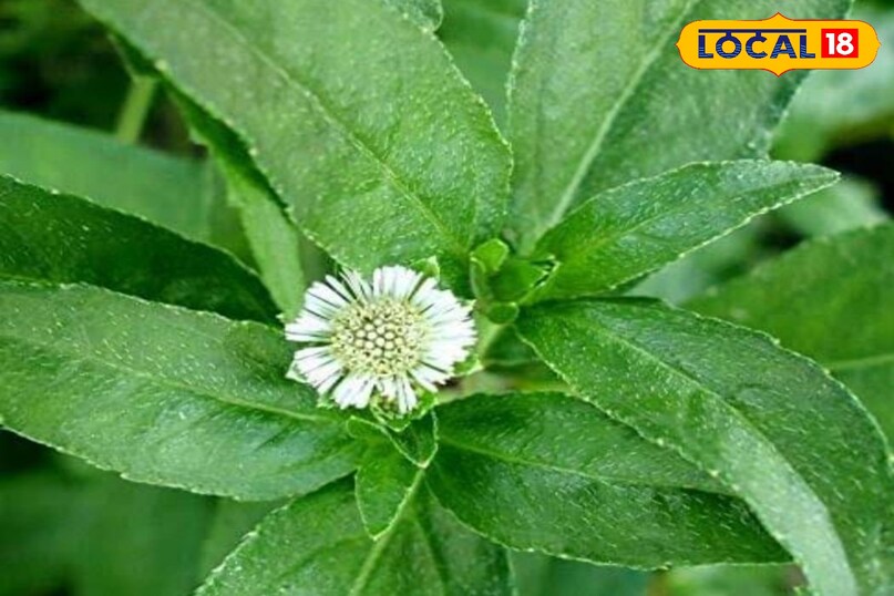 भृंगराज