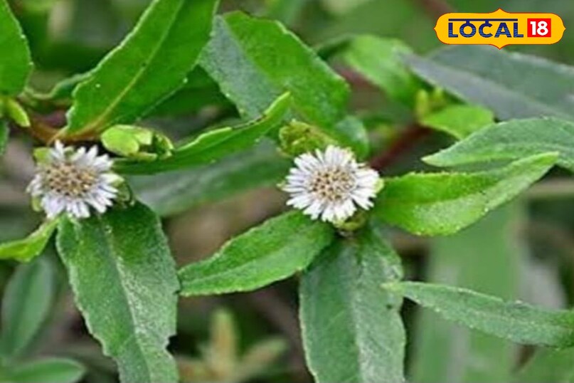 भृंगराज