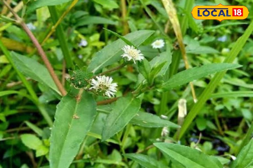 भृंगराज