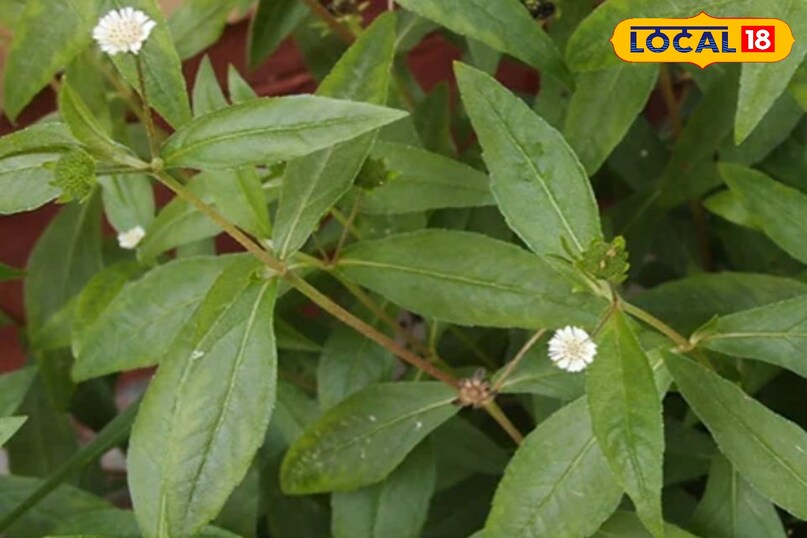 भृंगराज