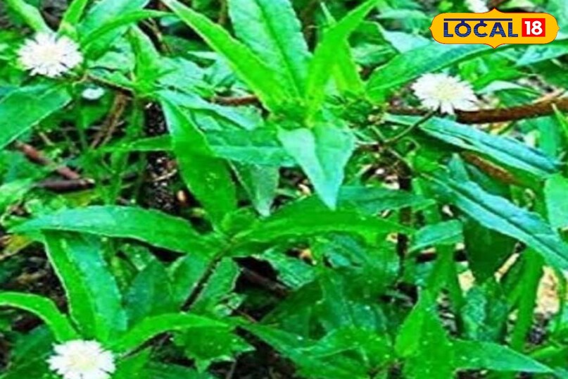 भृंगराज