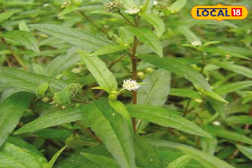 भृंगराज