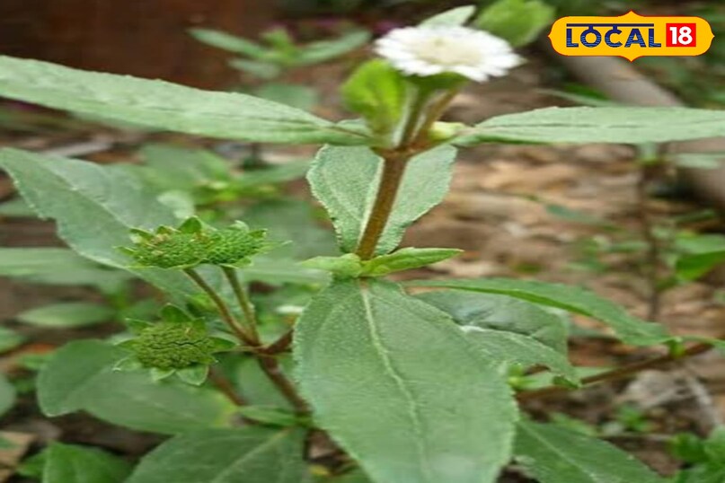 भृंगराज