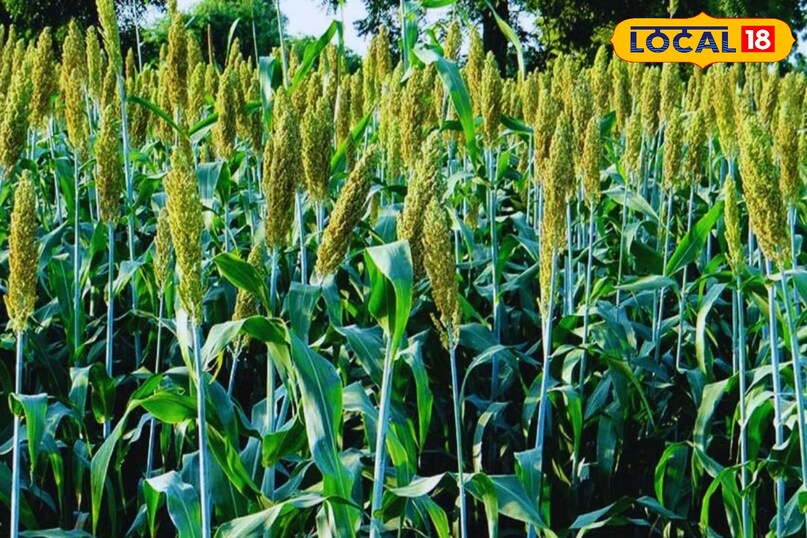 एग्रीकल्चर टिप्स, खरीब फसलों में बरसाती बीमारी, local18, khargone letest news, Madhya Pradesh hindi news एग्रीकल्चर टिप्स, खरीब फसलों में बरसाती बीमारी, local18, khargone letest news, Madhya Pradesh hindi news