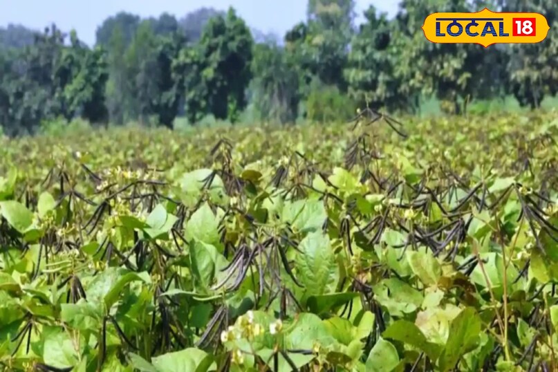 खरीब फसलों में लगने वाले गंभीर रोग की पहचान, एग्रीकल्चर टिप्स, खरीब फसलों में बरसाती बीमारी, local18, khargone letest news, Madhya Pradesh hindi news खरीब फसलों में लगने वाले गंभीर रोग की पहचान, एग्रीकल्चर टिप्स, खरीब फसलों में बरसाती बीमारी, local18, khargone letest news, Madhya Pradesh hindi news