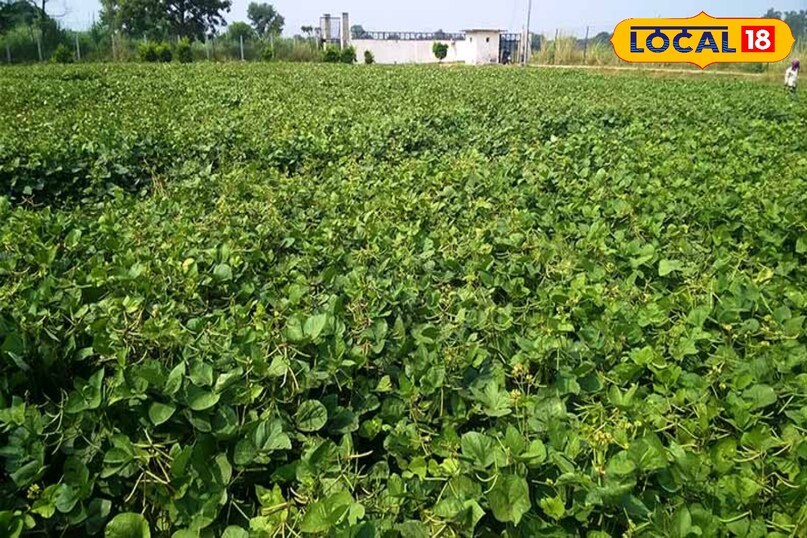 एग्रीकल्चर टिप्स, खरीब फसलों में बरसाती बीमारी, local18, khargone letest news, Madhya Pradesh hindi news एग्रीकल्चर टिप्स, खरीब फसलों में बरसाती बीमारी, local18, khargone letest news, Madhya Pradesh hindi news