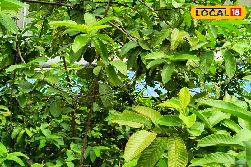 भीलवाड़ा