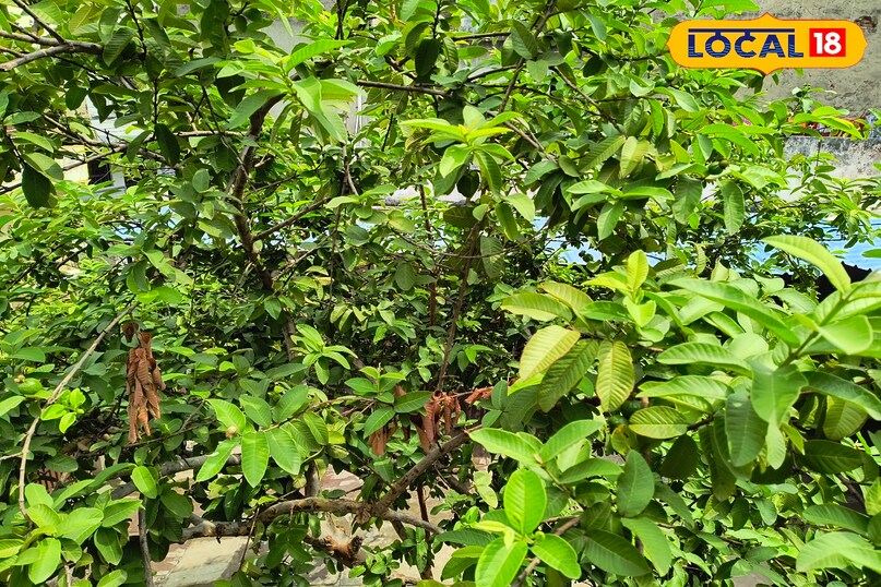 भीलवाड़ा