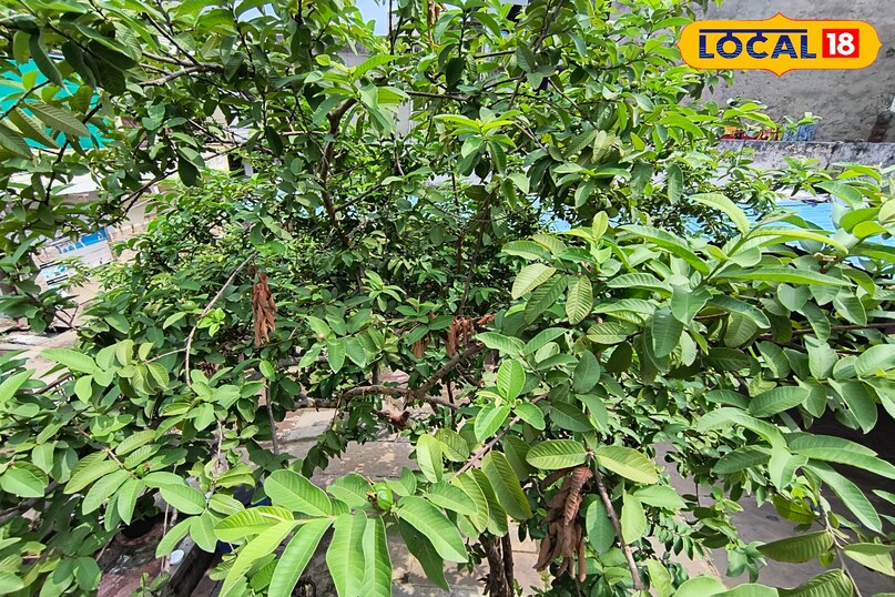 भीलवाड़ा