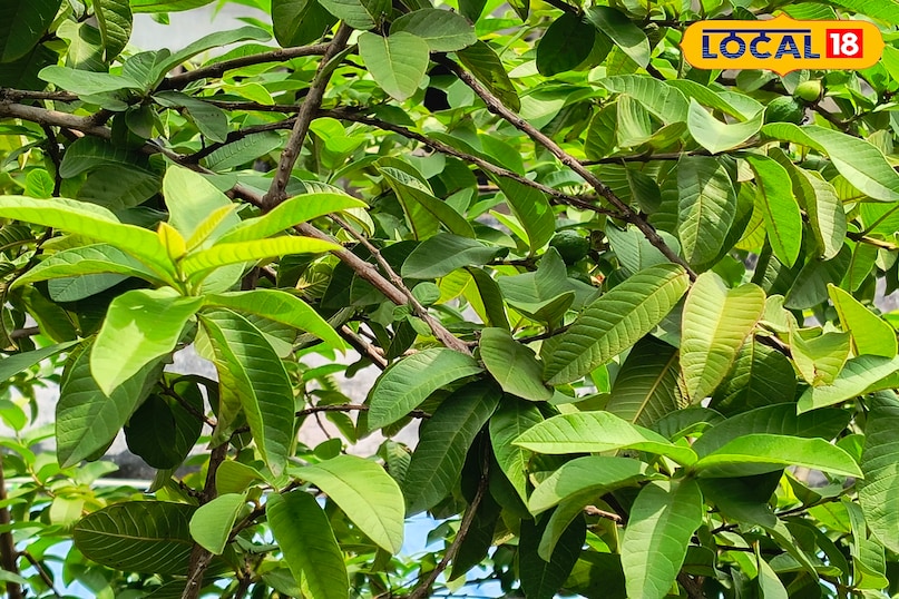 भीलवाड़ा